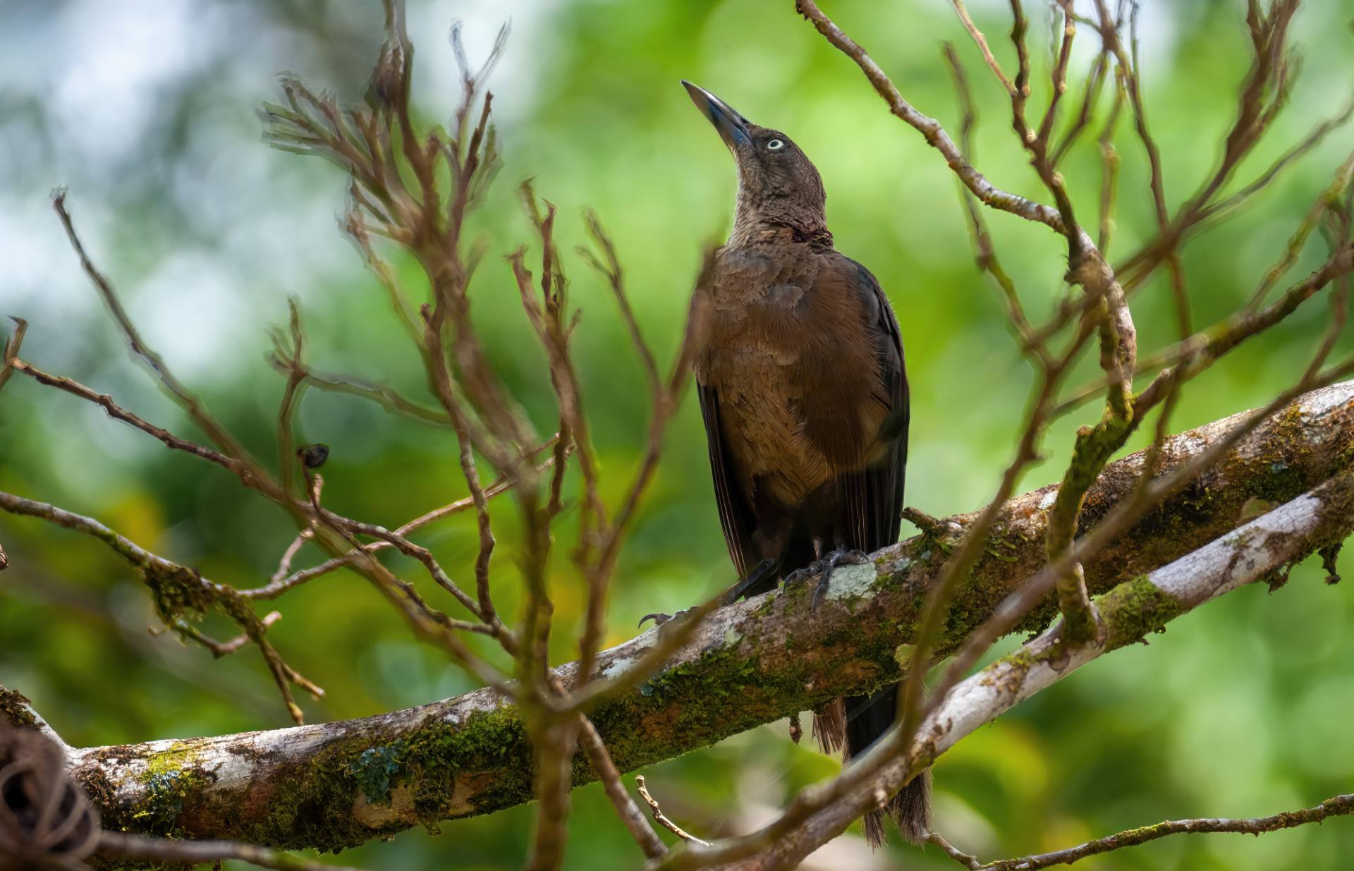 Nicaragua-Bootsschwanz